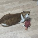 인향 | 가또나인 고양이 캣닢 방어 인향 장난감 내돈내산 후기