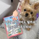 강아지 한치 먹어도 되나요? 제주강씨네 동결건조 한치 후기