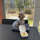 하늘바라기펫푸드 강아지수제간식 강아지케이크 이미지