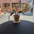 오아스로스터스