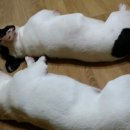 똥돼지 이미지