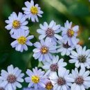 쑥부쟁이 이미지