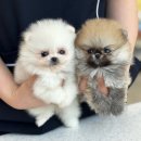 개린이집 강아지분양 고양이분양 전주본점 이미지