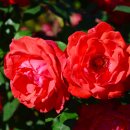 장자호수공원 장미원 이미지