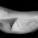 유동물의료센터 이미지