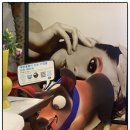 디쟈트가구 | 신혼집·입주가구 한 번에 보기 좋은 서울가구매장 디쟈트가구