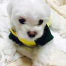 촌집순대 이미지