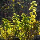 잎이 남아있는 뽕나무(2025. 11. 16) 이미지