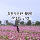 대산-7 | 창원 대산 플라워랜드 코스모스 만개! (10월 7일 실시간)