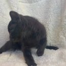 도그마루 고양이강아지 청주점 이미지