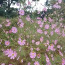 강화자연농원펜션 이미지