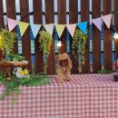 59독 | 오구독 59독 부산 강서구 강아지동반 애견카페, 견생샷 맛집