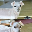 장수장어 이미지