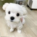 아기강아지 이미지