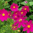 코스모스농원 이미지