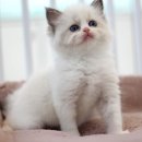 나는 고양이에 빠지다 이미지