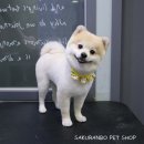 사쿠란보애견샵 부산대점 이미지