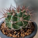 가격조정_호저환 2종_Gymnocalycium castellanosii subs. ferocius_실생 이미지