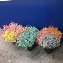 강동일식 이미지