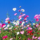 (주)코스모스 이미지