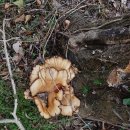 상명농장 이미지