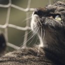 고양이눈 이미지