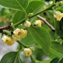 감꽃향기 이미지