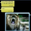 판다사자온라인
