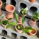 우성농원 | 양재꽃시장 우성농원 방문기 | 난초와 호야 식물 쇼핑 후기