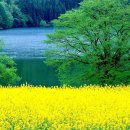 소중하개 이미지