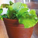 최고식당 이미지