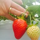 정호 농장 이미지