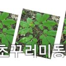 통풍(痛風) 이미지