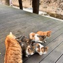 핀란드캠핑성 이미지