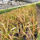 유원농장 이미지