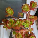 홍매화~ 이미지