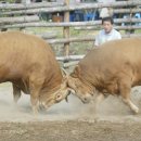 대산면공설운동장 이미지