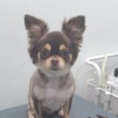 스담멍스 이미지