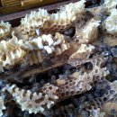3월 넷째주 소망농장의 꿀벌관리 이미지