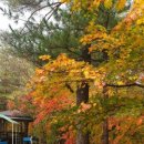 그루터기 캠핑장 이미지