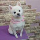 라미펫살롱 이미지