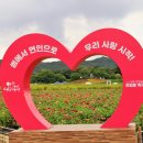 양주나리공원 천일홍 축제. 이미지