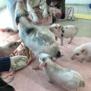 이구역의 미친돼지 | <세븐테마카페> : 부산돼지카페 / 부산이색데이트 / 광안리세븐테마카페 내돈내산 후기 🐷