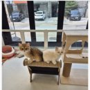 달콤하니냥 이미지