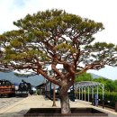 곡성-125 이미지