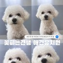 아이세상유치원 | 인천 강아지유치원 그루밍 데이 후기 꽃피는견생 애견유치원