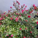 거기벵디 이미지