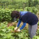 고추에 탄저병약 주고,고구마순 걷어 올리기와 깻잎과 고구마순 따기 이미지