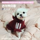 관저펫미용 이미지