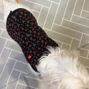 BYC | 강아지 BYC 김장조끼 개리야스 후기｜핏+보온+감성 완벽해요